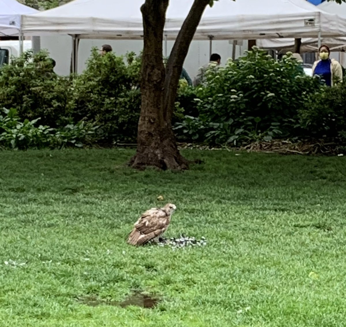 Approaching Rittenhouse Square and seeing crowds of people with their cameras up: Must be a celebrity sighting in the park!
What it actually was: