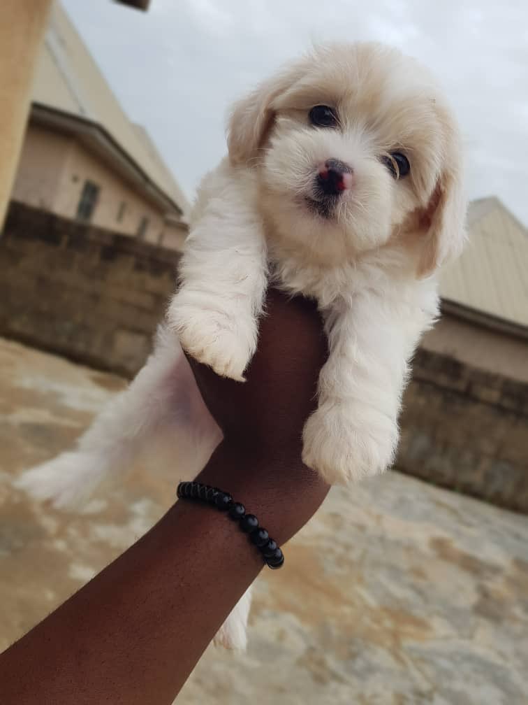 being_ade's tweet image. Fluffy Male Lhasa pups available 
6 weeks old and 1st shot given
Jos (Nationwide waybill)
65k
DM/WhatsApp 08096031515
Video in thread 
Kindly RT ❤️

#dogsoftwitter #Adeherself #Ponzi