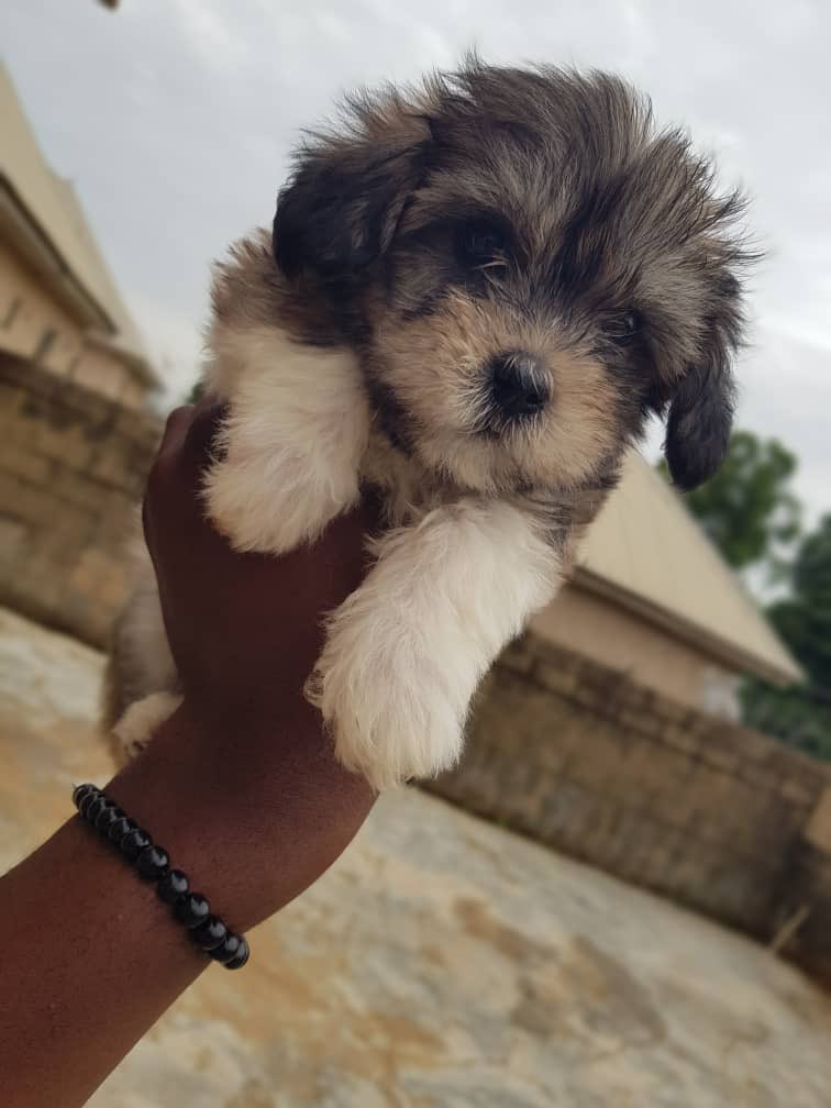 being_ade's tweet image. Fluffy Male Lhasa pups available 
6 weeks old and 1st shot given
Jos (Nationwide waybill)
65k
DM/WhatsApp 08096031515
Video in thread 
Kindly RT ❤️

#dogsoftwitter #Adeherself #Ponzi