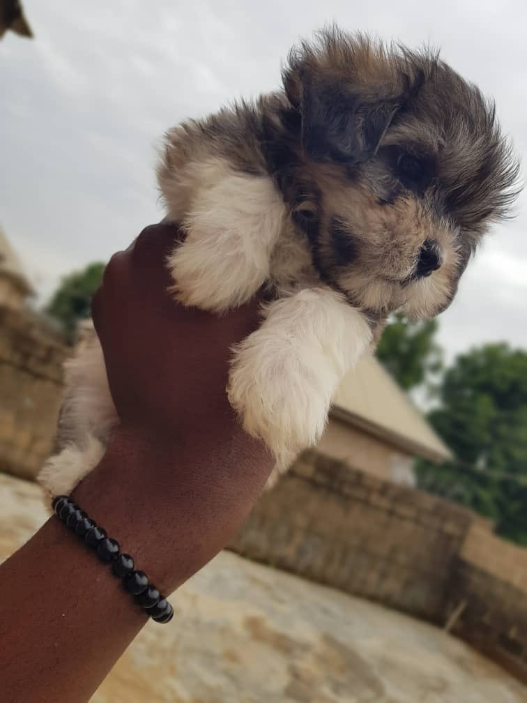 being_ade's tweet image. Fluffy Male Lhasa pups available 
6 weeks old and 1st shot given
Jos (Nationwide waybill)
65k
DM/WhatsApp 08096031515
Video in thread 
Kindly RT ❤️

#dogsoftwitter #Adeherself #Ponzi