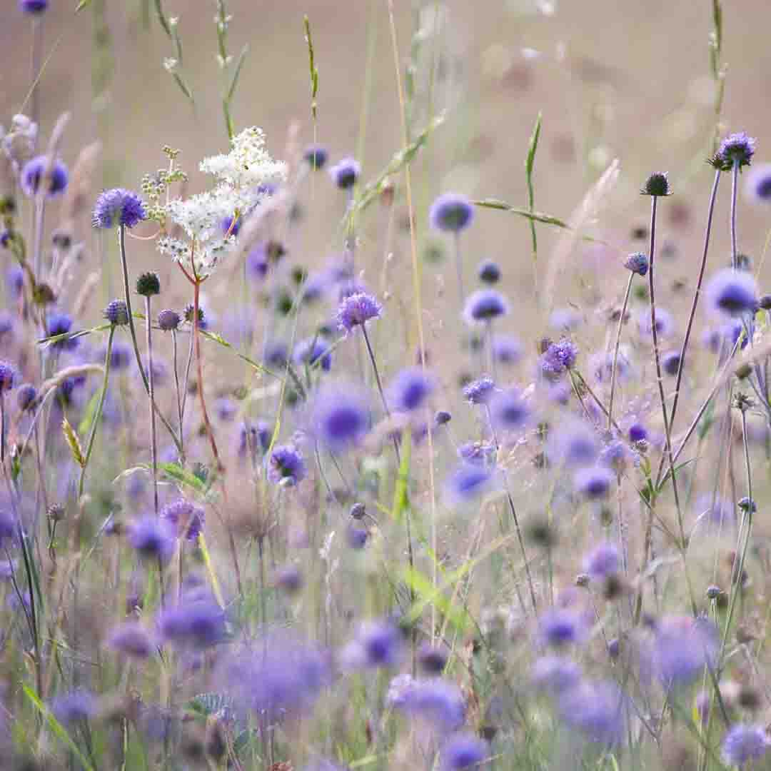 We need the #CEEBill to bring back our wildflowers, stop the decline of nature, fix the climate crisis and restore our health and happiness. Will you please back the bill Danny? <a href="/danny__kruger/">Danny Kruger</a> #Twitterstorm #StateOfNature