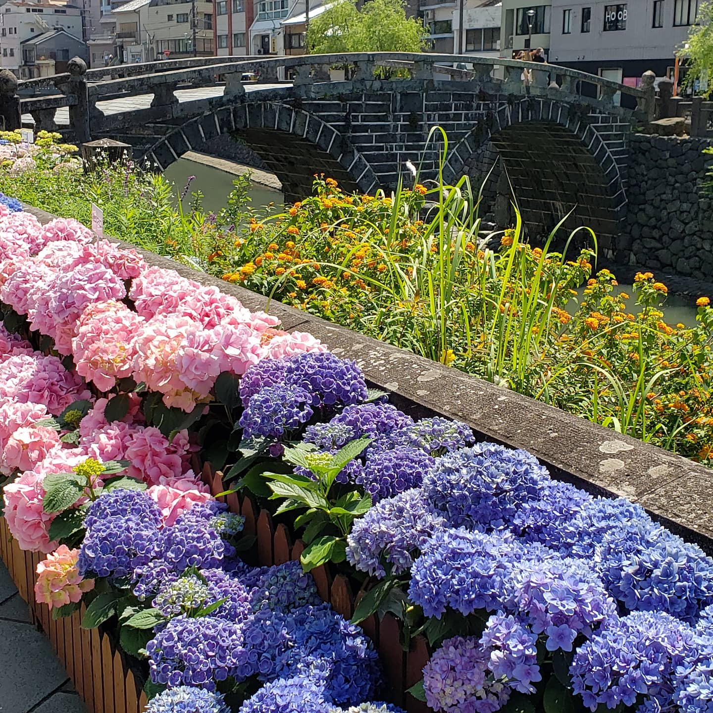 長崎まちねた 眼鏡橋と紫陽花 長崎市の風物詩 中島川沿いの紫陽花が今年はもう見頃となっています 例年より紫陽花は少なめですが とっても綺麗に咲いていますよー T Co 1rvra2vbpn Twitter