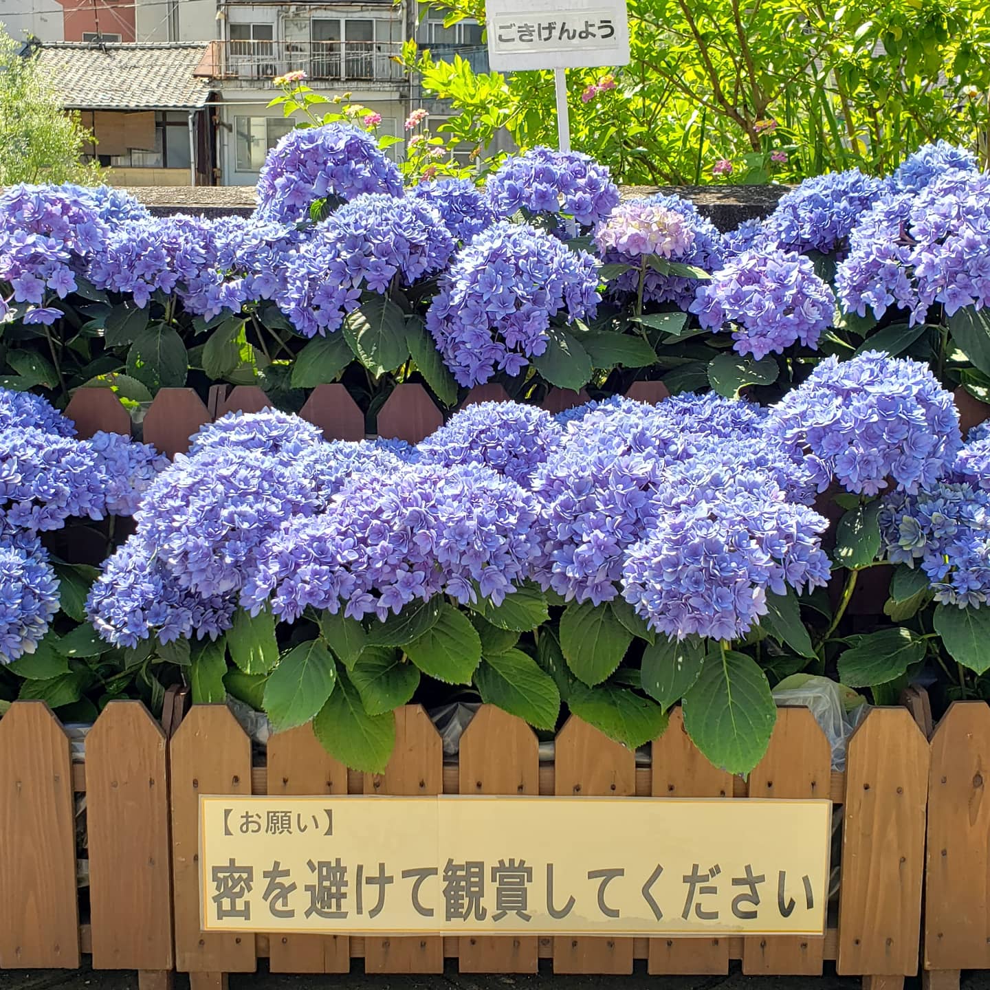 長崎まちねた 眼鏡橋と紫陽花 長崎市の風物詩 中島川沿いの紫陽花が今年はもう見頃となっています 例年より紫陽花は少なめですが とっても綺麗に咲いていますよー T Co 1rvra2vbpn Twitter