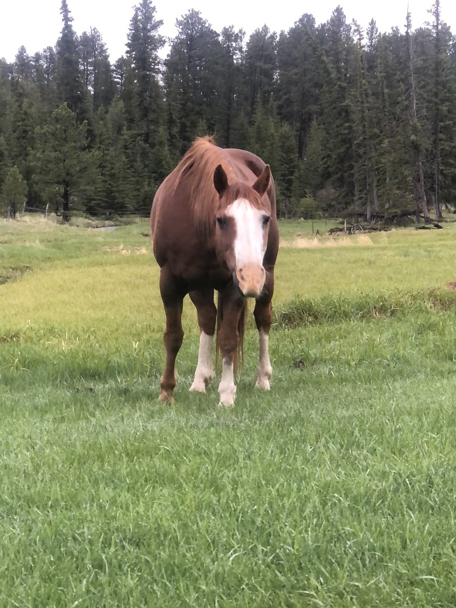 Beaglier_Bailey's tweet photo. Good afternoon everyone!! I have a new friend, Warrior!! He is on Instagram! Here is his user name! Warrior_and_alli https://t.co/BrKkkKWZib