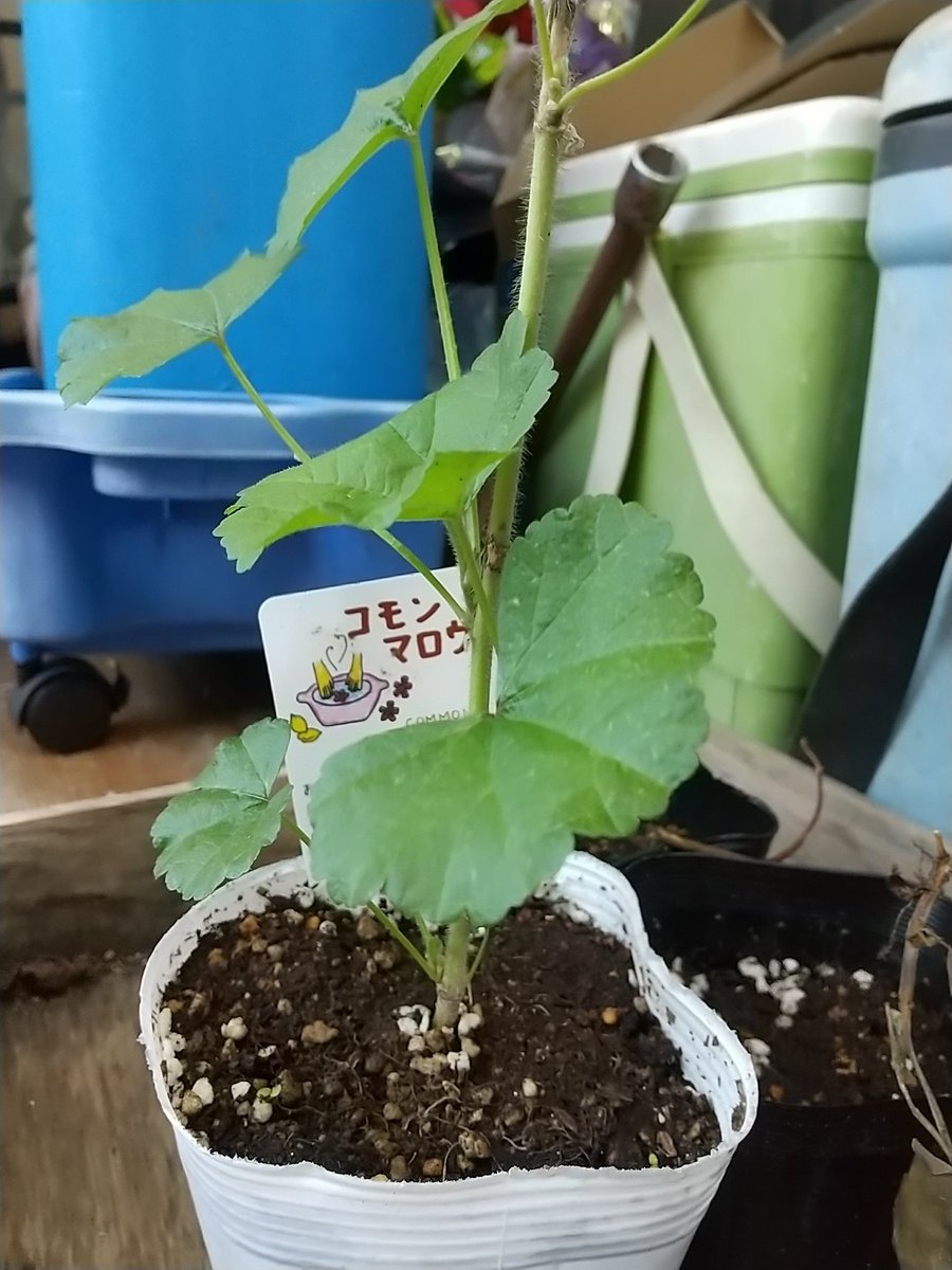 ハーブの育て方