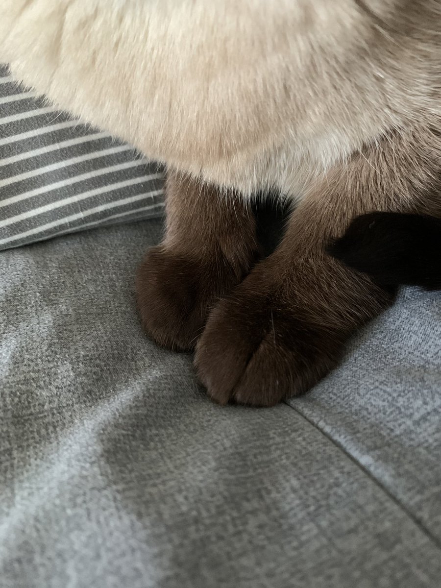 아키가 요즘 나랑 잘 잔다
ㅠㅠ엄마근데 출근해야되는데 발이너무 귀여워서 못나가겠다ㅠㅠ