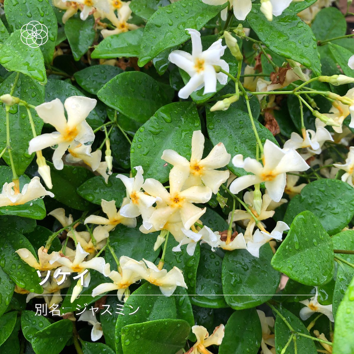 秀亜 お茶と編み物好き 歌と武術で整える ご近所さんの草花をお届けしたい日曜日 雨上がりの羽衣ジャスミン かな ソケイって 大きな括りらしい 花言葉は優美 優雅 小さい花ですが 確かにバレリーナみたい いいですなぁ おはようござい