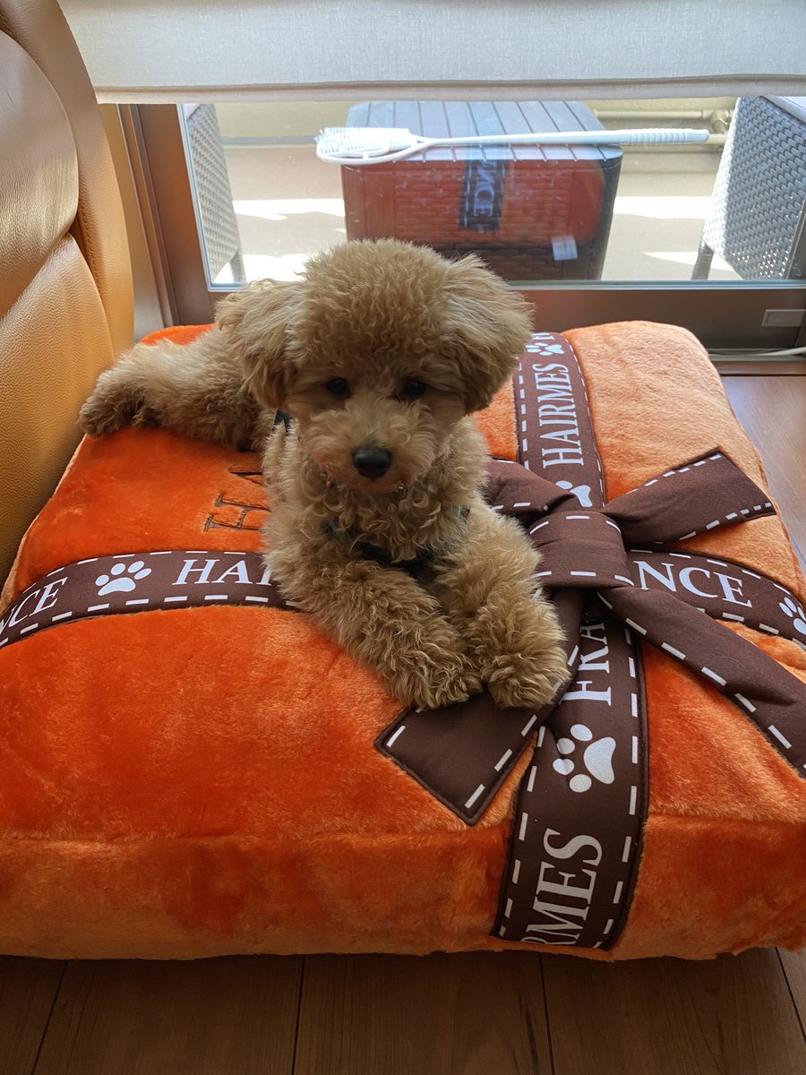 TAEYANGYB518's tweet image. MY BED で寛ぎのひと時〜

思ったより大きなサイズやった
Dog Diggin Designs シリーズは
可愛いのが多すぎ😍

早くラスベガスのDOG Diggin Designs の本店に行きたい‼️

#dogdiggindesigns #hairmesbed #hairmes 
#いぬすたぐらむ #いぬすた #いぬスタグラム 
#lasvegas