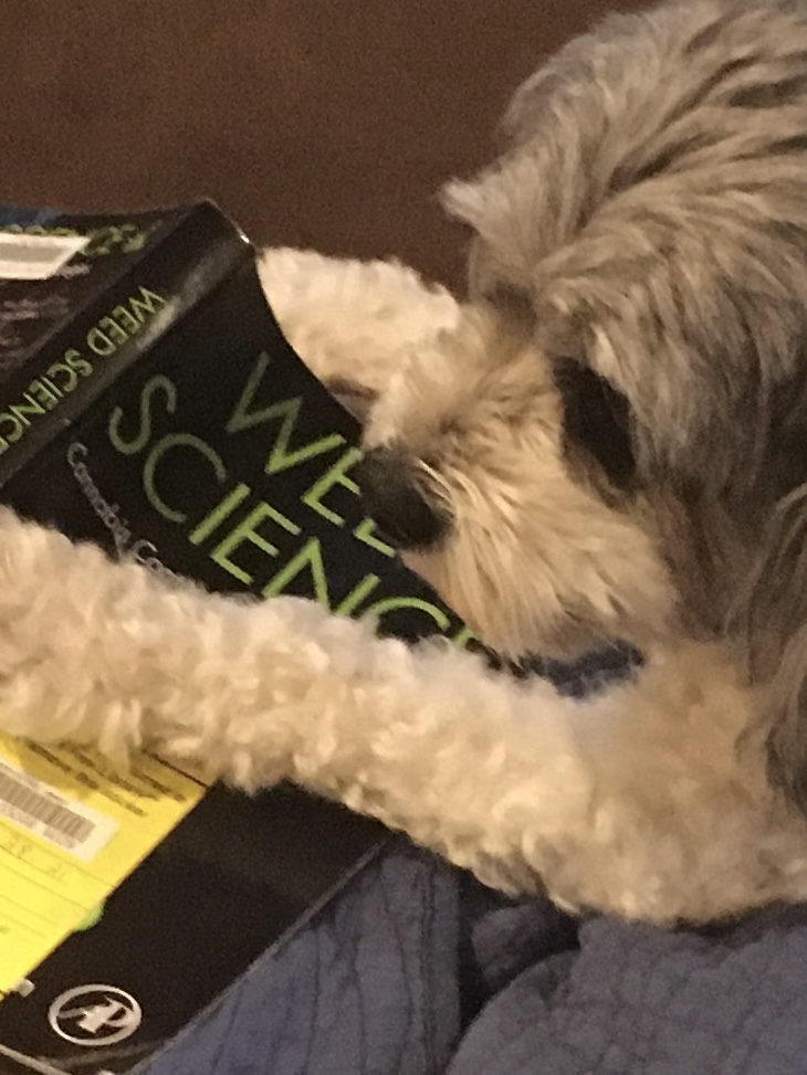 Grinspoon.bsky.social (@peter_grinspoon) on Twitter photo My stoner of a dog Benji is reading Weed Science by Godfrey Pearlson <a href="/PearlsonGodfrey/">Godfrey Pearlson</a>. He never stops learning!
#cannabis My stoner of a dog Benji is reading Weed Science by Godfrey Pearlson <a href="/PearlsonGodfrey/">Godfrey Pearlson</a>. He never stops learning!
#cannabis