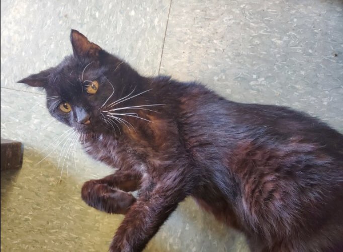 ❣️STRETCH HAS BEEN SAVED❣️ Ten year old sweet cat has been fostered. Thank you for your donations 💙💙
petgiving.org/pet-detail/928… #PetGiving #CelebrateLife #AdoptDontShop #SaveTheAnimals #GiveToSave #SaveShelterPets