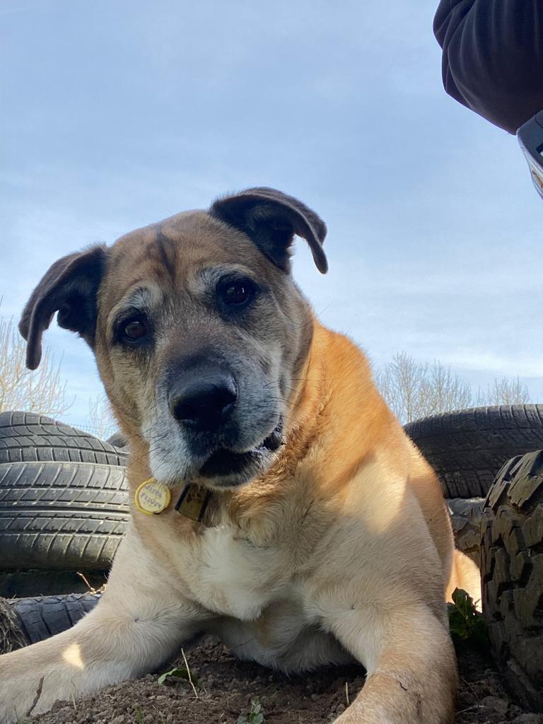 AdoptionsUk's tweet image. Please retweet to help Binx find a home #Edinburgh #Scotland 🏴󠁧󠁢󠁳󠁣󠁴󠁿
Aged 8, this poor boy has been overlooked, he enjoys the car, he's housetrained, he's affectionate and enjoys walks, intelligent, enjoys the garden and toys, please share ❤️
DETAILS👇
dogstrust.org.uk/rehoming/dogs/…
#dogs