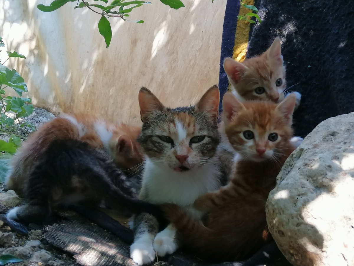 SyrianSora's tweet photo. Small cats grow well with their mother, and they started eating recently 🥰😍😻  enjoying a space of peace and security away from suffering, hunger, disease and homelessness
We have to cover the costs of food and medicine Can you help us?
Paypal 🙏👇❤🐕🐈
https://t.co/ospIf0SNI4 https://t.co/DMLxZDsLvq