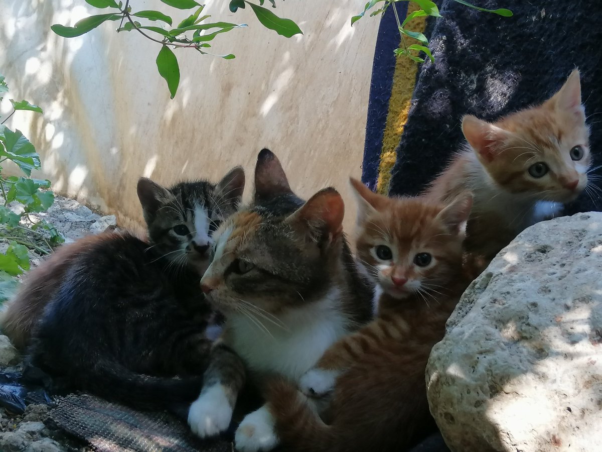 Small cats grow well with their mother, and they started eating recently 🥰😍😻  enjoying a space of peace and security away from suffering, hunger, disease and homelessness
We have to cover the costs of food and medicine Can you help us?
Paypal 🙏👇❤🐕🐈
paypal.com/cgi-bin/webscr…