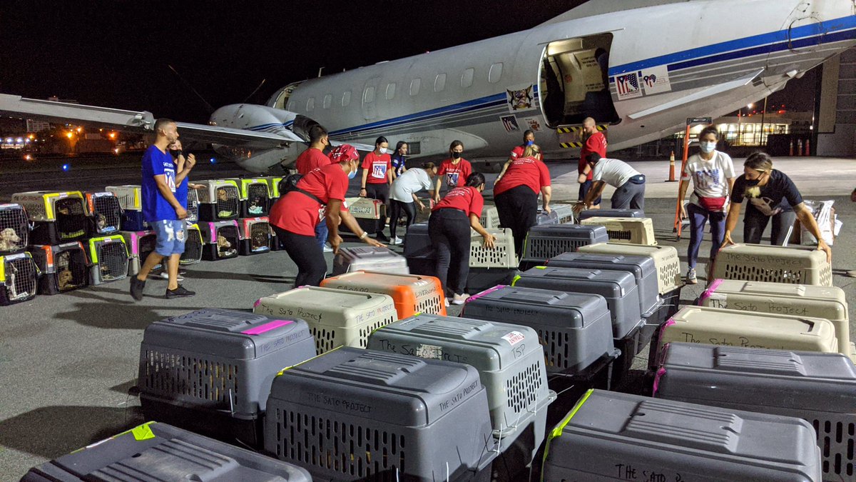 TheSatoProject's tweet photo. It has officially been one week since our team in Puerto Rico loaded two planes with 231 satos and gatos in 24 hours! We hope all of our newest arrivals have enjoyed the first week of their new lives. #missionpossible13 #satostrong #dogs #rescue https://t.co/xrHEw2Pq1x