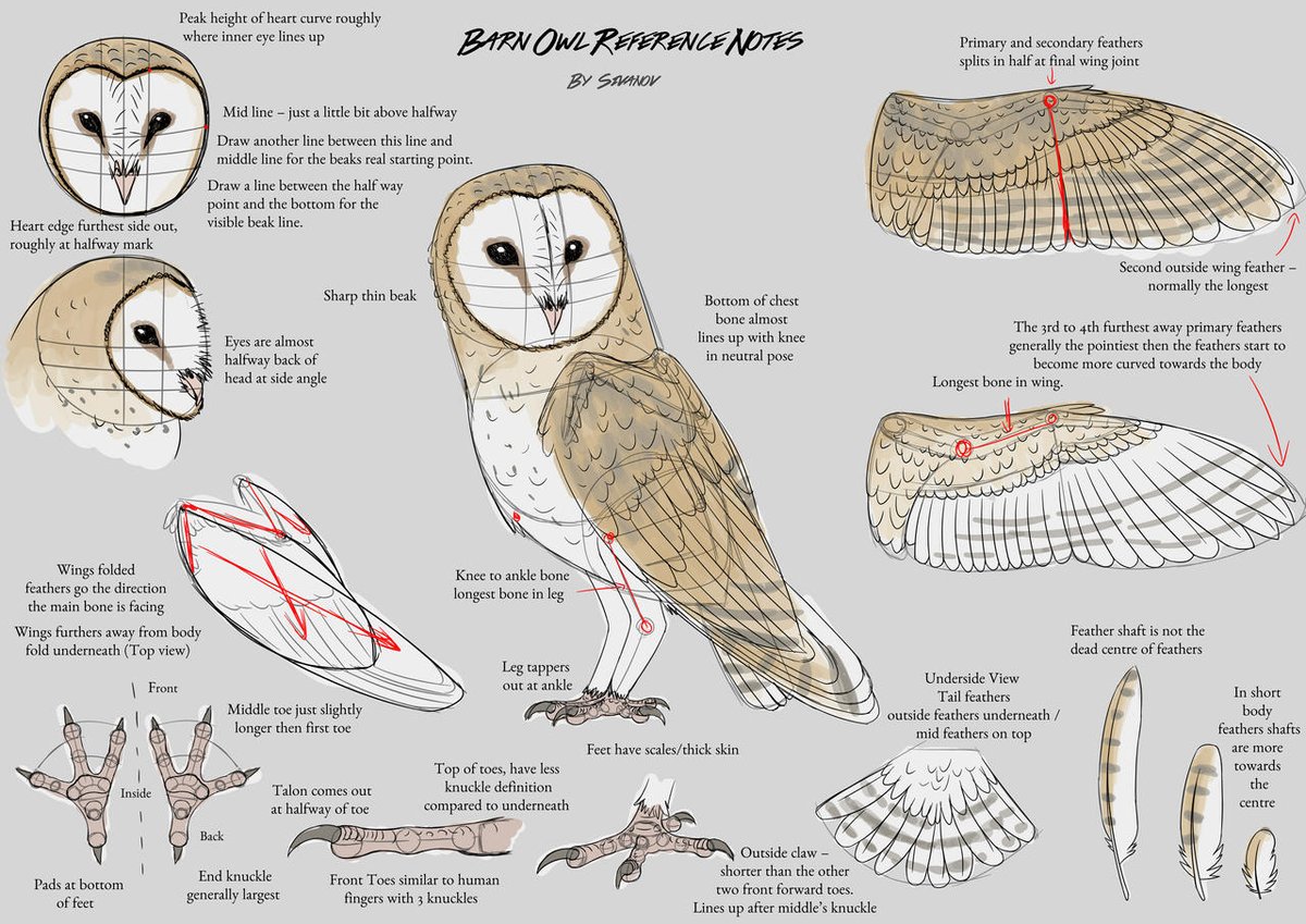 Dive deeper into the details of the barn owl in this series of notes. #OwlArt #ArtStudy

🎨  Shadowphoenix21: https://t.co/WphANjD9S8 