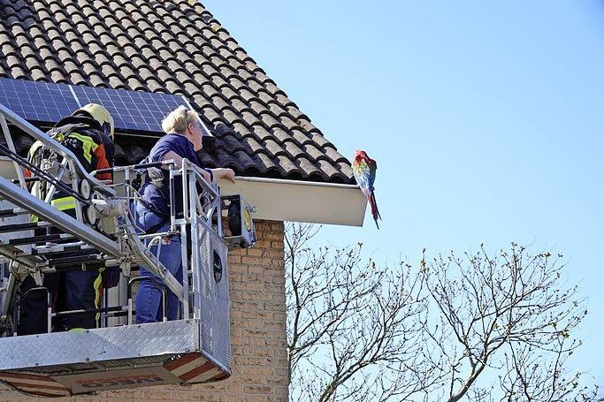 Marley de papegaai is hardleers, maar haar baasje ook.