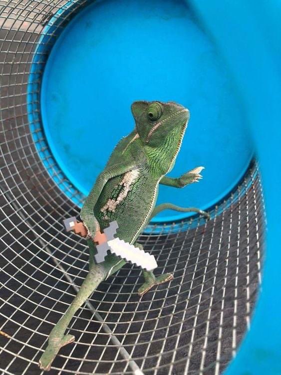 thegallowboob's tweet photo. give chameleons a tiny weapon since they can grab them, and watch as they get ready for war https://t.co/cNHWXir9R2