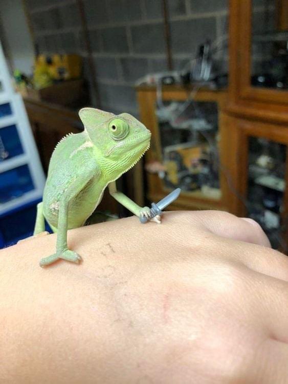 thegallowboob's tweet photo. give chameleons a tiny weapon since they can grab them, and watch as they get ready for war https://t.co/cNHWXir9R2