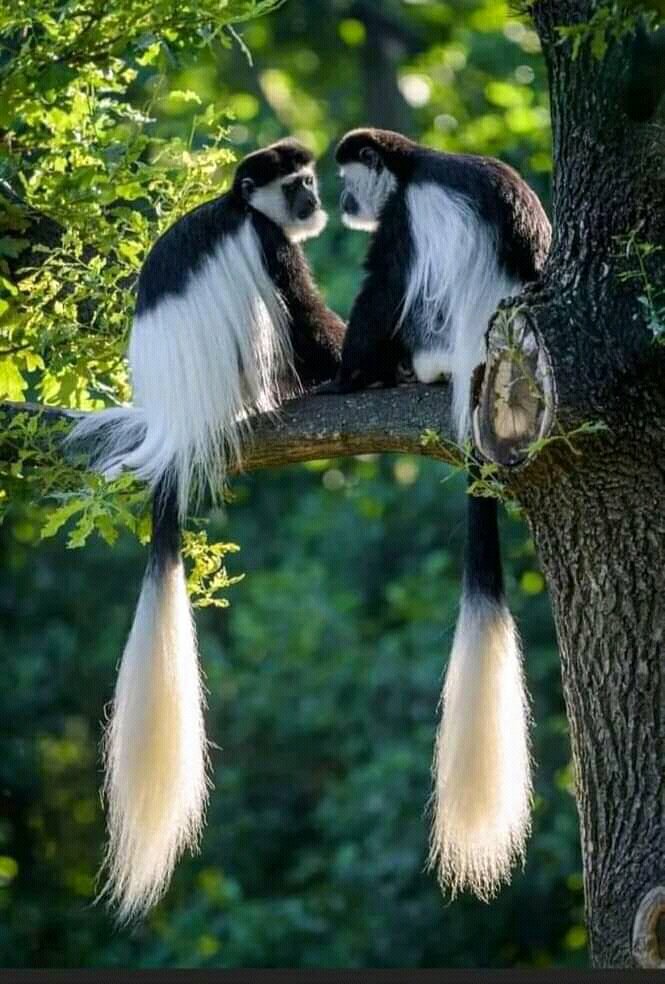 BetherGeorge's tweet image. Wild is all beaut🙈🙈🙈