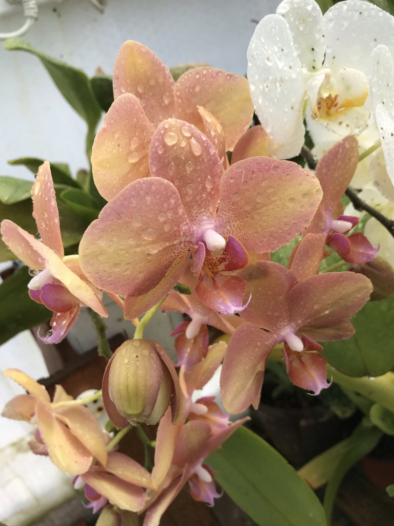 Dublinate's tweet photo. Summer has arrived to Dublin. #Plot8 #orchids #allotment #TheLiberties https://t.co/6JZMkFxMea