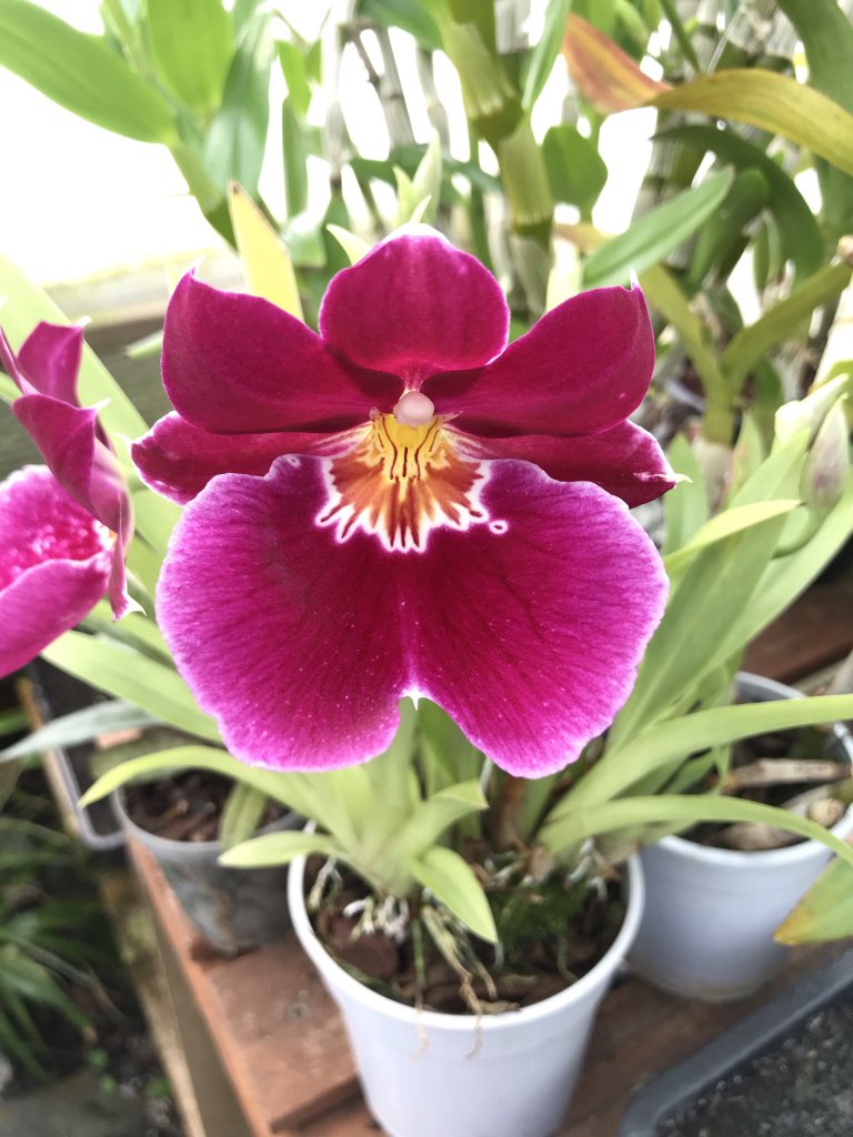 Dublinate's tweet photo. Summer has arrived to Dublin. #Plot8 #orchids #allotment #TheLiberties https://t.co/6JZMkFxMea
