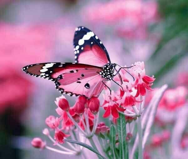 ali908900's tweet photo. @TulipAyat https://t.co/3CEXHnj8AO