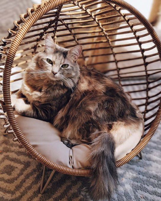 Never fails to make Me melt 🥰😍👑 https://t.co/cOHXLzuZBY