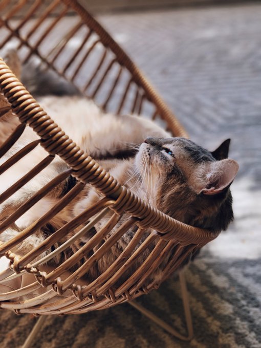 Never fails to make Me melt 🥰😍👑 https://t.co/cOHXLzuZBY