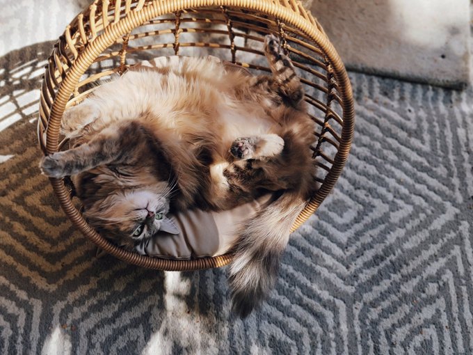 Never fails to make Me melt 🥰😍👑 https://t.co/cOHXLzuZBY