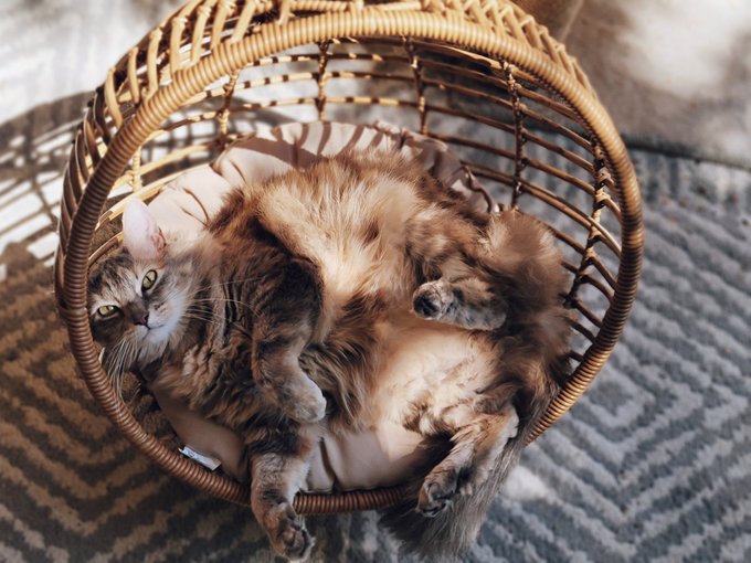 Never fails to make Me melt 🥰😍👑 https://t.co/cOHXLzuZBY