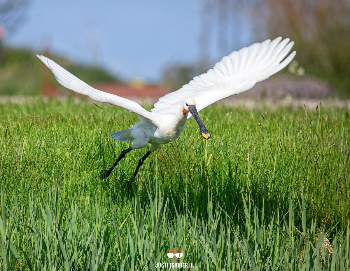 Lepelaar in vlucht, prachtige vogels! #Texel #Waddeneiland #lepelaar #vogel #natuur #fotografie #justinsinner #canonnederland