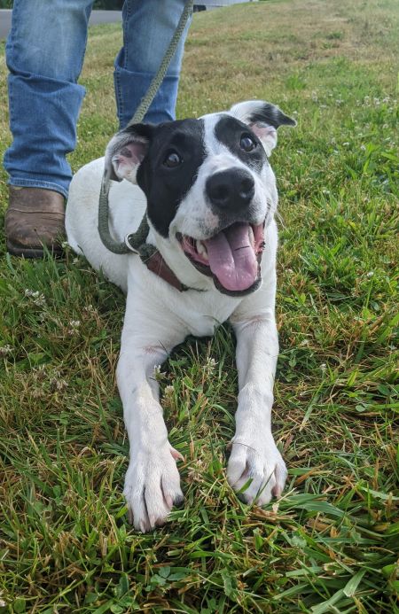 Trish Stratus is a cool doggy, who can be found near Erwin, TN! Trish Stratus is a Feist mix, who's looking for someone who doesn't take themselves too seriously #Feist #mixedbreed #mutt #dogsoftwitter #rescue #adopt #dog #Erwin #Tennessee #TN https://t.co/pvN5ROUAqB https://t.co/cYOkTI1xhF