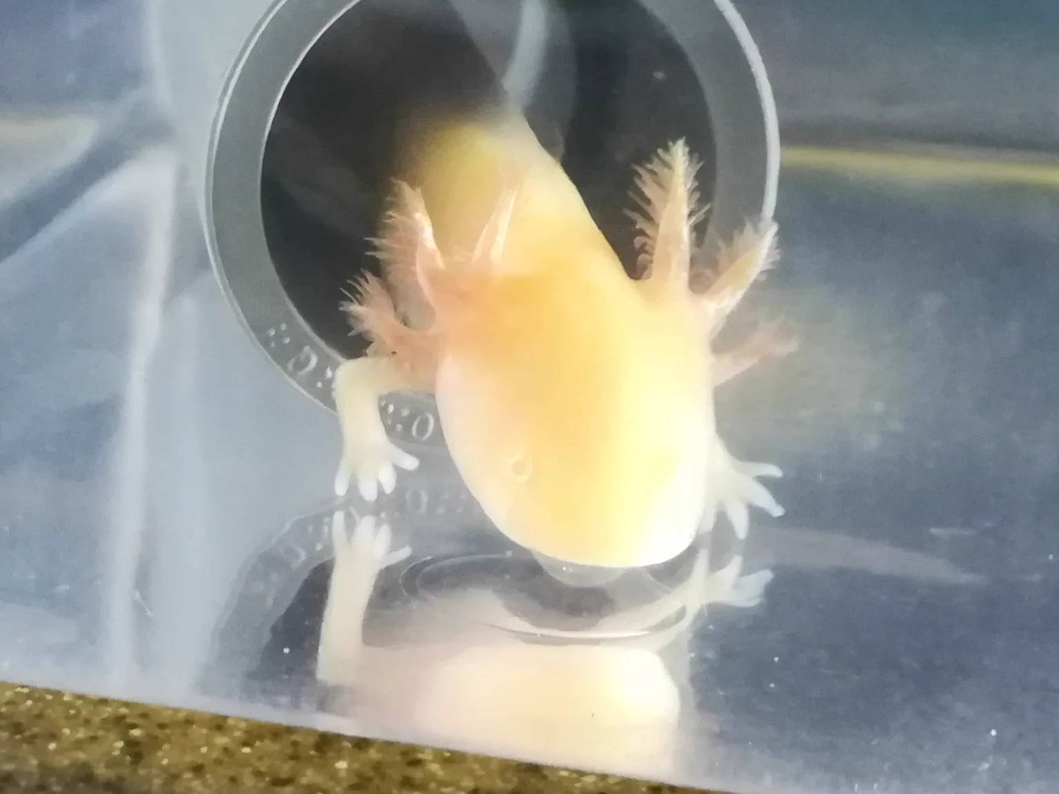 @Axolotl2013 通りすがりですみません、うちの5歳次男の耳コピによれば「うーぱーうーぱー」なのですが、それだとどうなりますか？😂
ウーパールーパー、手足が申し訳程度にしか機能してなくて、たしかに魚感がすごいですね😂 