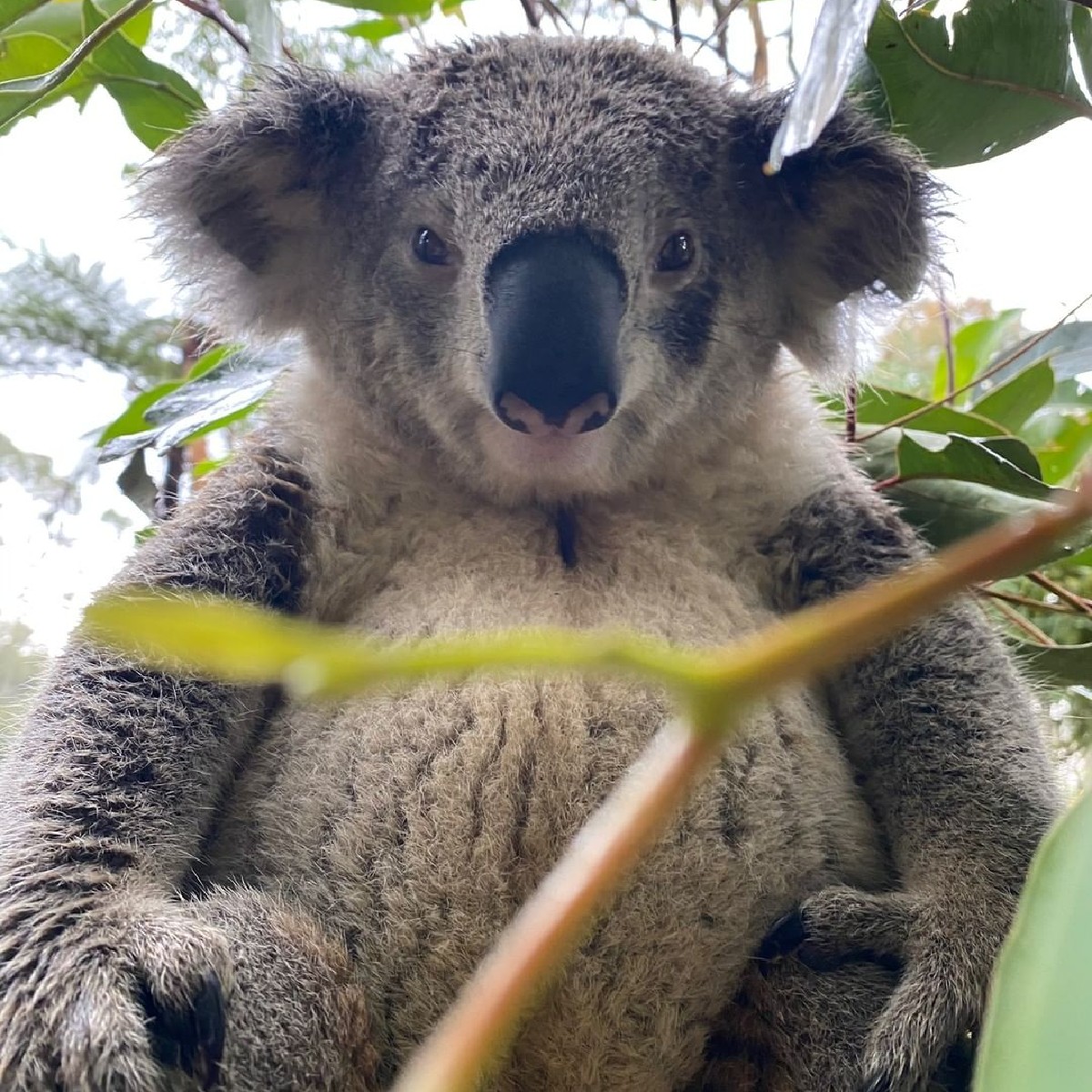 Okay be honest, does this angle make my belly look big? 😂

<a href="/Timswildlife/">Tim Faulkner</a> captured this cutie after a big lunch at the #AustralianReptilePark in the #CentralCoast of <a href="/NewSouthWales/">New South Wales</a>, home to the Darkinjung peoples. 

#seeaustralia #visitnsw #lovecentralcoast #holidayherethisyear
