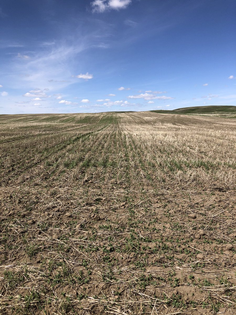 I always like to find one of these gems every year. Some people question if pre burn products work or if it is a waste of money. Exhibit A shows a strip trial. Left no preburn and right got it done. I think this proves it. Pre burn pays. #trial #ageoldquestion
