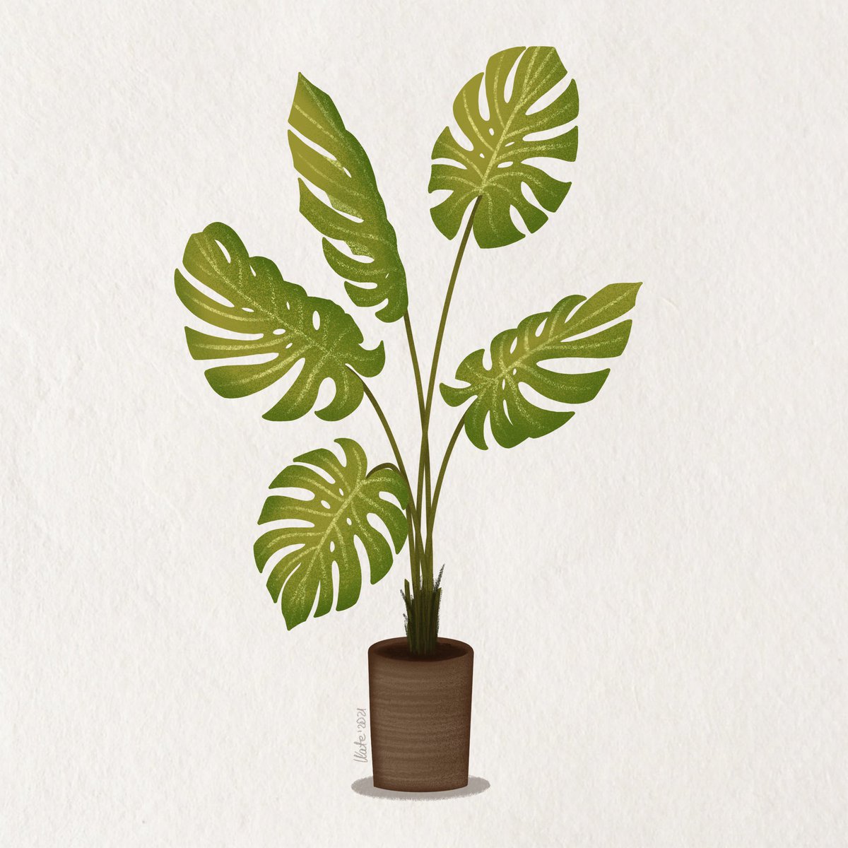 lkate_art's tweet photo. Plant drawing: Monstera! 🌿

February, 2021.
#monstera #digitalart #drawing #plant https://t.co/T1E0bAfXy1
