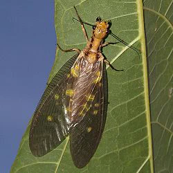 @akitoyukai ここで日本在住の親戚をペタリ 