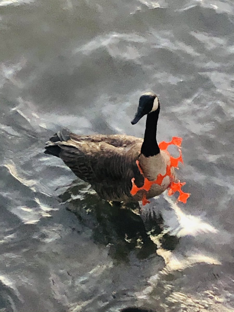 MLeighHunter's tweet photo. @nyc311 How can we get help for this poor goose donning a necklace? Hudson River. Hangs out just south of Classic Car Club and just north of Hudson Yards. I’ve seen her there 3 times this week around dusk. She can still swim, etc but don’t know if it affects her flying. https://t.co/pGk1f55Ujt