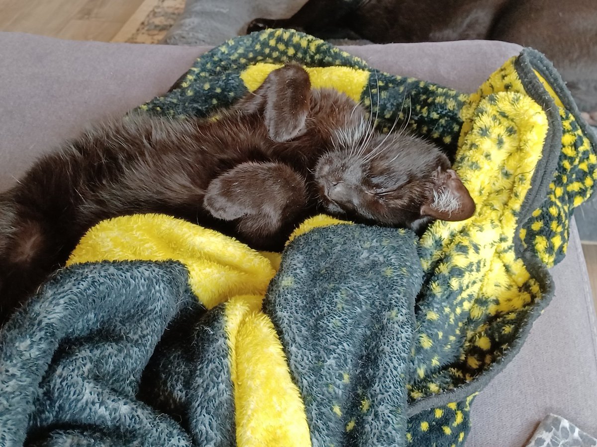 JessNoblit's tweet photo. Such a rough life for my cat.#Caturday https://t.co/v0G9vMlaSx