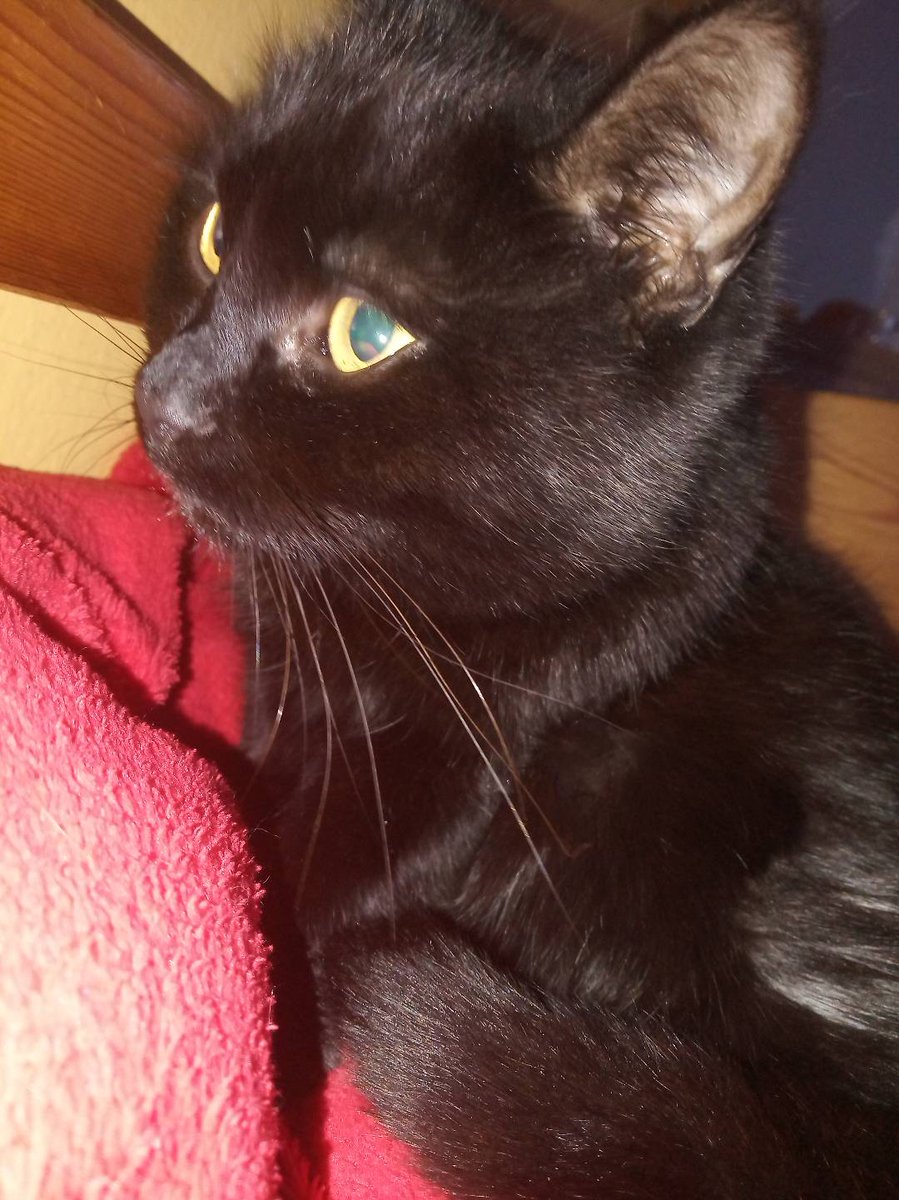 Amanda20130613's tweet photo. 💞😸 https://t.co/lnG68H6ZdO
