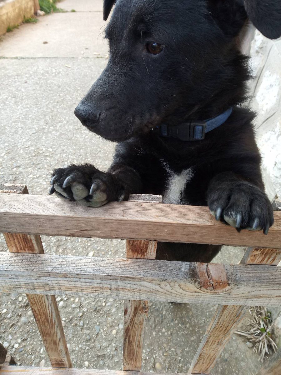 Amanda20130613's tweet photo. ❤️🐕🐾🐶 https://t.co/CrVuDF9yEl