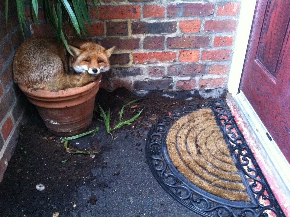 the_dailyfox's tweet photo. The fox plant

#dailyfox https://t.co/WY3xhcVlvg
