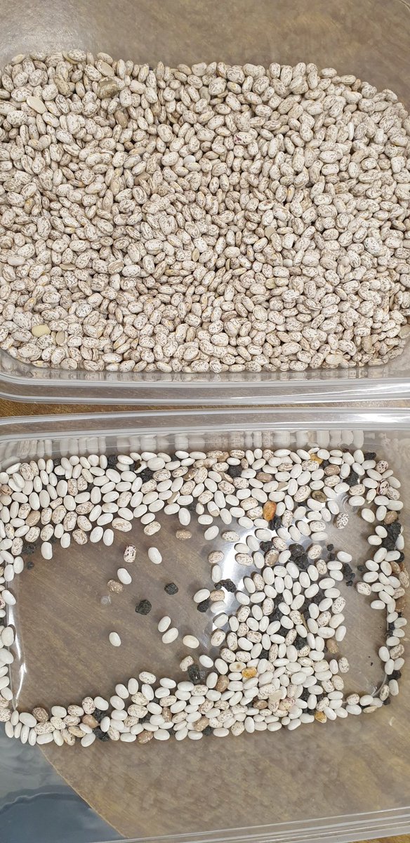 amvt_llc's tweet photo. Another new sorter commissioned this week in Altona, MB. We saw a unique and flexible plant design with amazing sorting results! https://t.co/55Iuctjspb