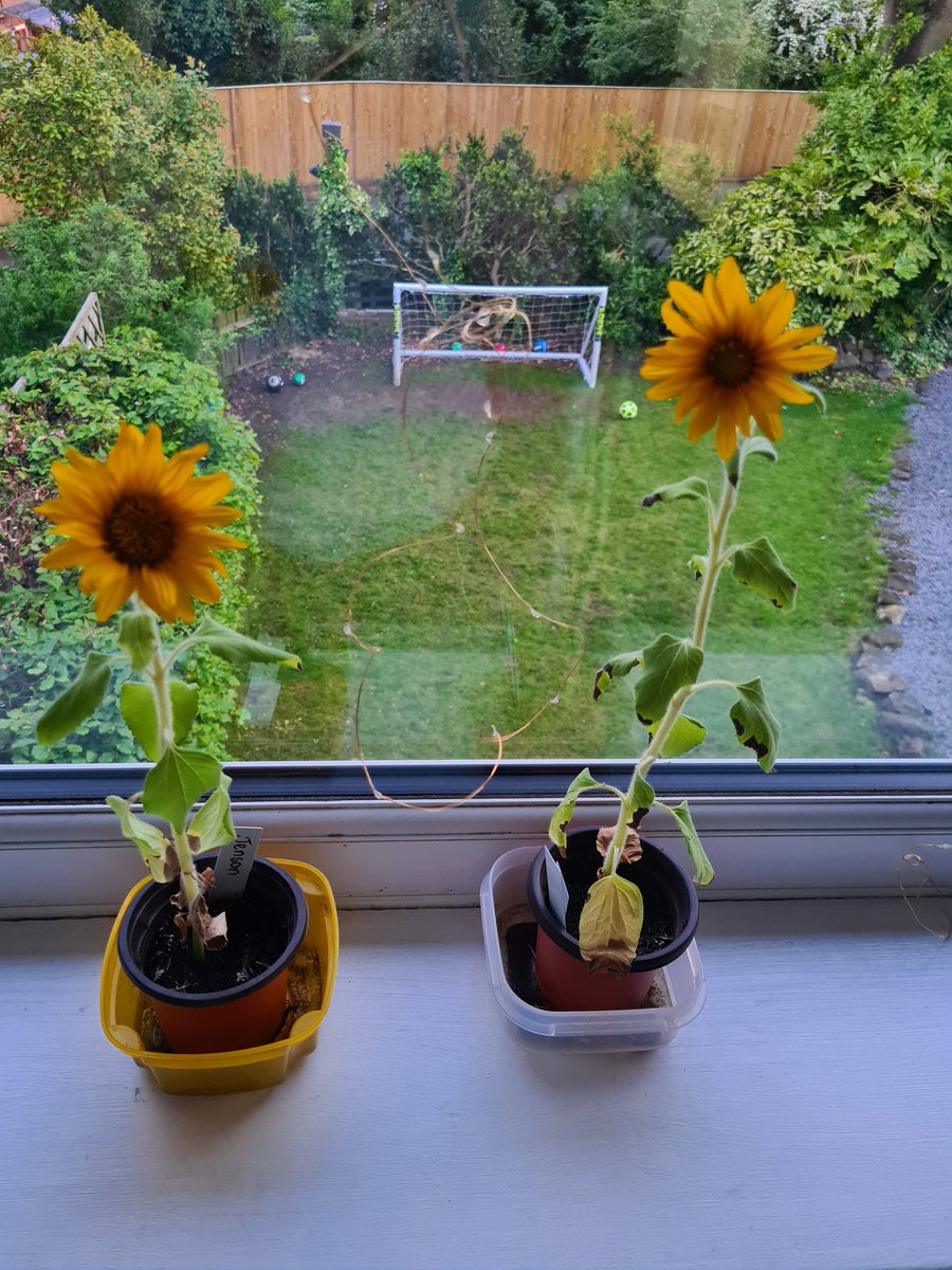 Chrisi Nicholson Bennett tweet media