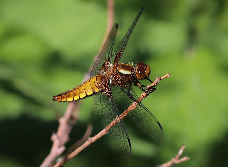 Jaap van Dam tweet media