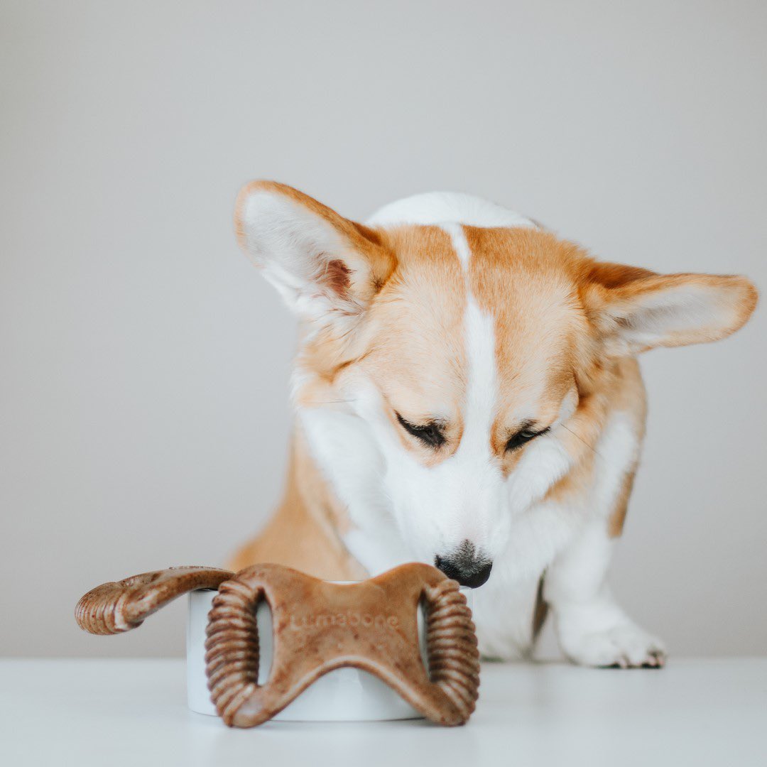 chewlumabone's tweet photo. Yup, the ridges of the sides of our dental chew help to not only keep your dog mentally stimulated but also help to keep teeth pearly white! 😁 https://t.co/zNpMjBnFQX