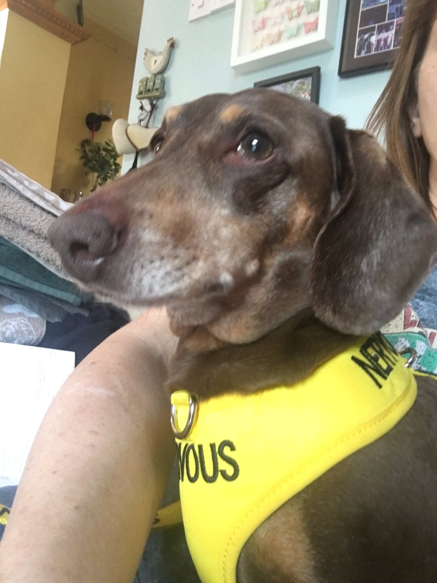 herrbutters's tweet photo. I’ve had an operation so I’ve been a bit quiet lately but it’s ok I’m on the mend and having them all wait on me morning and night #dogdemands https://t.co/9XJlU8xw7Y