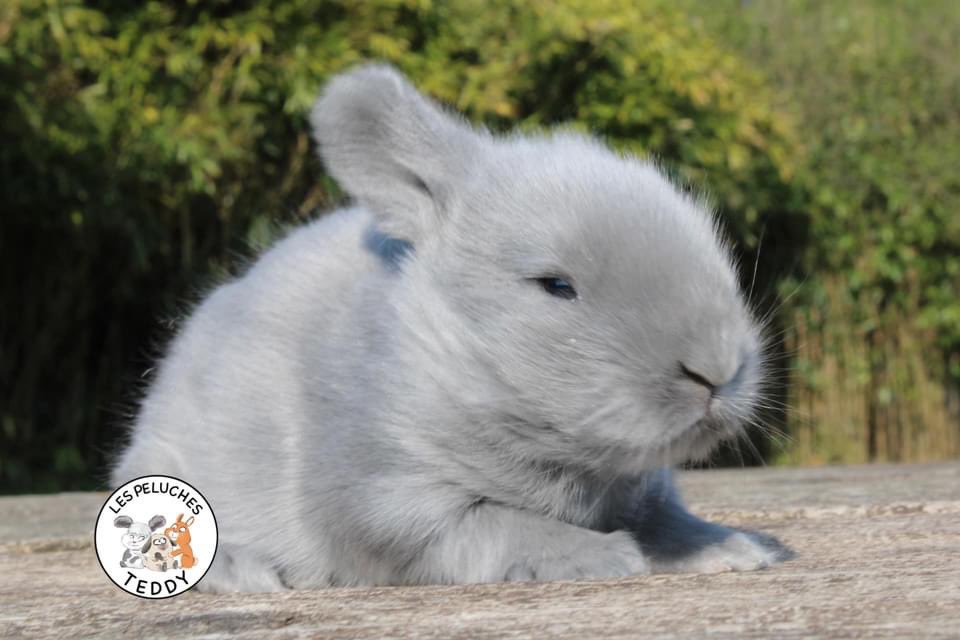 les_teddy's tweet photo. 🌾Trois petits angora anglais à la réservation 🌾

- mâle feh 
-femelle broken noir 
-femelle broken Isabelle #lapin #lapinangoraanglais #angoraanglais #angora #anglais #lapereaux #naissances #reservation #broken #lespeluchesteddy #baugeenanjou https://t.co/vwPFGPC9Sl