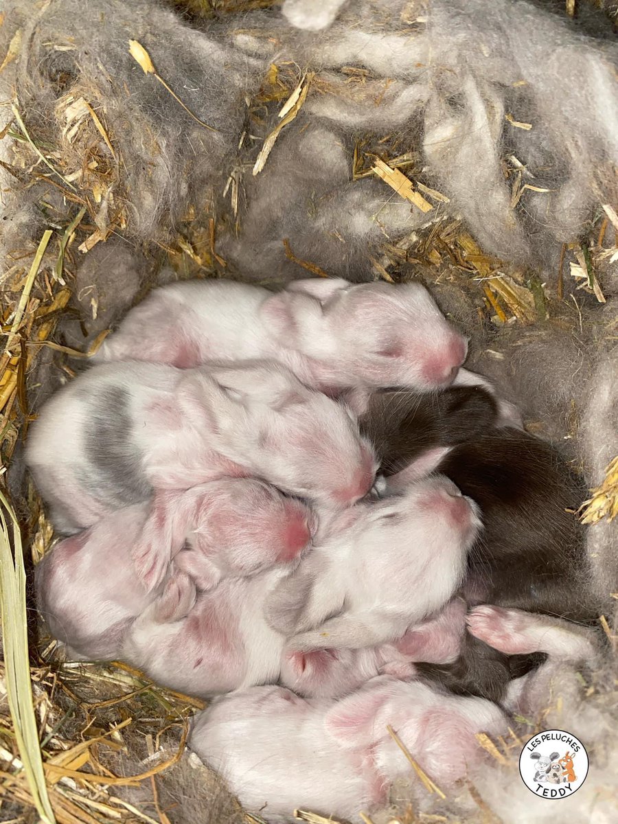 les_teddy's tweet photo. 🐰Les bébés de Chutney bélier angora🐰

C’est plus long sur de l’angora la pousse du poil .... #lapin #lapinbelier #lapinbelierangora #belierangora #belier #angora #lapereaux #nid #lespeluchesteddy #baugeenanjou https://t.co/9MEt1rDasd