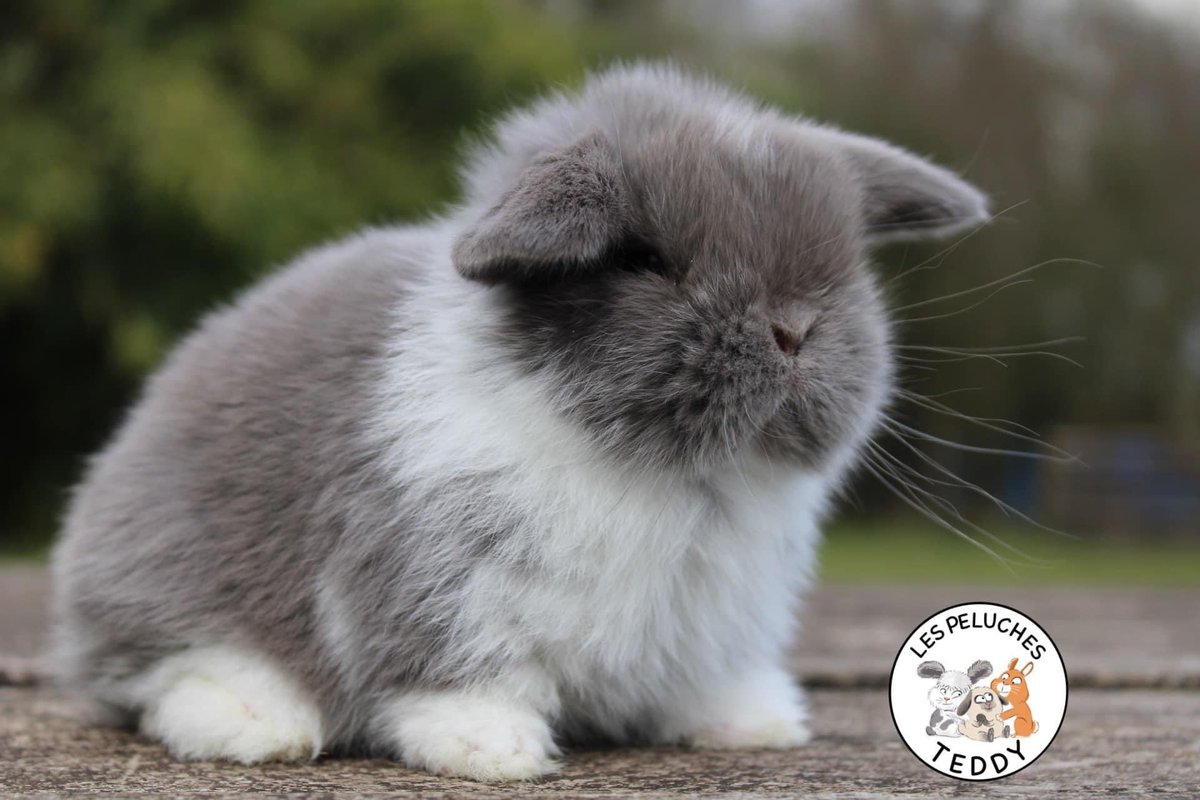 les_teddy's tweet photo. 🥰Petite puce feh à manteau qui reste parmi nous ...🥰 #lapin #lapinbelier #belier #lapinminilop #minilop #fehamanteau #lespeluchesteddy #baugeenanjou https://t.co/9GuPjaI0Iq